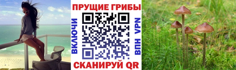 Галлюциногенные грибы Psilocybe  Боготол 